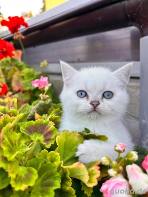 BKH Bärchen mit Stammbaum und gen.test