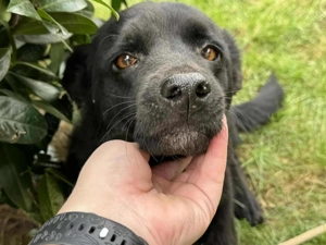 Labrador Mix Hündin 6J 14kg 45cm Ausreise BUNDESWEIT nach ADOPTION bundesweit