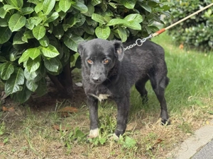 Mittelgrosse liebe Hündin 6J 14kg Anfängerhund Ausreise BUNDESWEIT  