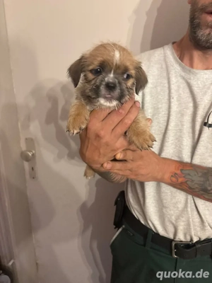 shih-tzu pocket welpen 