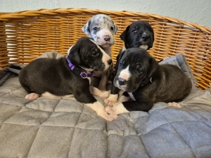 Deutsche Doggen Welpen 