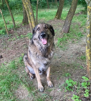 *JUNI* - ein traumatisierter älterer Hundemann, der eine hundeerfahrene Familie sucht