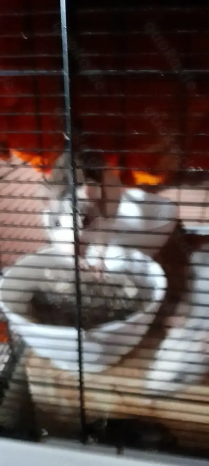 2 süße Farbrattenmädels mit Käfig