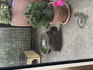 Kastriertes Zwergkaninchen 