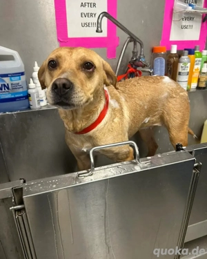 Cute & Cuddly Puppies Looking for Forever Home