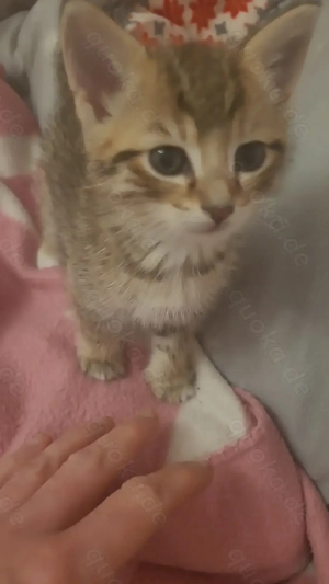 Katzenmädchen, Babykatzen, Katzenkinder, kleine Kätzchen nur für liebe Menschen 