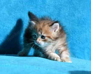 Reinrassige Sibirische Katzenbabys in black-golden-tabby-classic