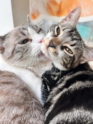 Lucy sucht ihr Für-immer-Zuhause - eine fröhliche junge Katze mit großem Herz