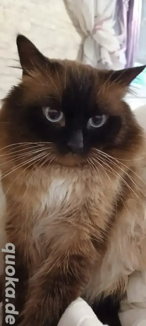 Deckkater Rasse Heilige Birma mit Erfahrung