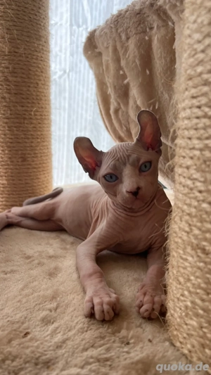 Canadische Sphynks mit Stammbaum