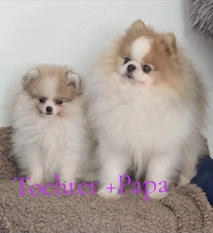 Pomeranian Zwergspitz Welpen Creme Party Bärchen 