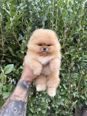 Pomeranian junge