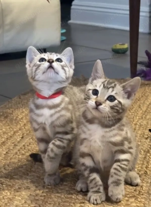 Kleine Wildkatzen mit großem Herzen suchen ihr Für-Immer-Zuhause