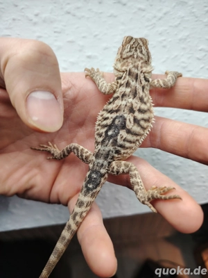 Farbbartagame babys 06 25in gute Hände ab zu geben 