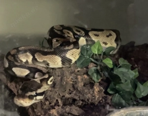 Yellow Belly Königspython Männlich Abzugeben in gute Hände 