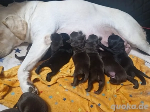 wunderschöne Labrador welpen 
