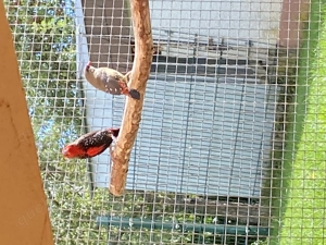 Verkaufe 3.0 Gemalteamadinen 1.0 Tigerfink