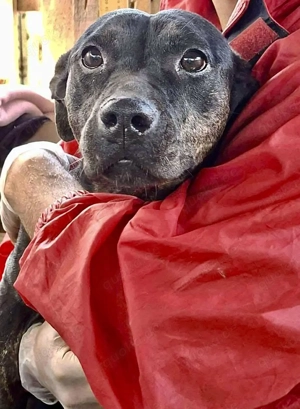 Kleine Ginny   Von der Kette ins Glück