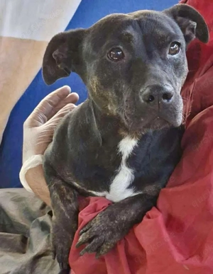 Ginny   dankbare kleine Hündin sucht Zuhause