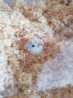 Zwerghamster Dsungaren 