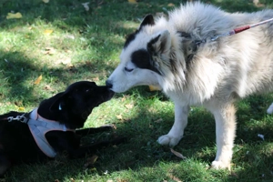 Medo (geb. ca. 2021) liebt im Tierheim in Bosnien und sucht ein Zuhause