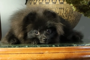 Zuckersüße deutsche Zwergspitz Pomeranian Rüden zu verkaufen Bild 1