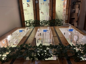 Gouldamadinen zu verkaufen