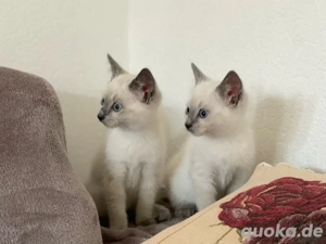 Russisch Blau mit Stammbaum , blue point und blue reinrassige Kitten