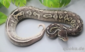 1.0 Sandblast Pewter Paradox 100% het. Piebald ENZ 2025