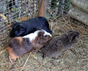 Meerschweinchen 