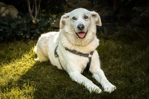 Brix, 8 Jahre - Golden-Retriever-Mix - Tierhilfe Franken e.V.