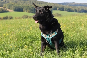 Joko - 8 Jahre - Deutscher Schäferhund-Mix - Tierhilfe Franken e.V. Bild 10