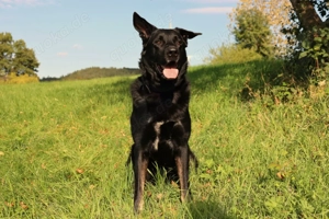Joko - 8 Jahre - Deutscher Schäferhund-Mix - Tierhilfe Franken e.V. Bild 5