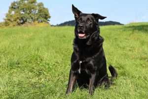 Joko - 8 Jahre - Deutscher Schäferhund-Mix - Tierhilfe Franken e.V. Bild 2