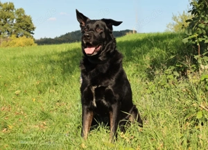 Joko - 8 Jahre - Deutscher Schäferhund-Mix - Tierhilfe Franken e.V. Bild 4
