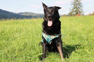 Joko - 8 Jahre - Deutscher Schäferhund-Mix - Tierhilfe Franken e.V. Bild 9