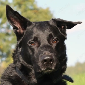 Joko - 8 Jahre - Deutscher Schäferhund-Mix - Tierhilfe Franken e.V.