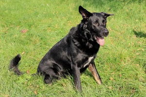 Joko - 8 Jahre - Deutscher Schäferhund-Mix - Tierhilfe Franken e.V. Bild 7