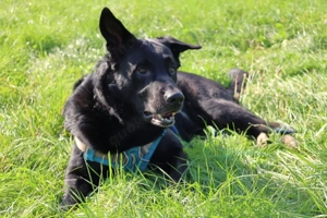 Joko - 8 Jahre - Deutscher Schäferhund-Mix - Tierhilfe Franken e.V. Bild 6