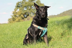 Joko - 8 Jahre - Deutscher Schäferhund-Mix - Tierhilfe Franken e.V. Bild 8