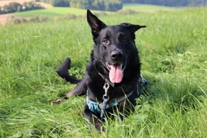 Joko - 8 Jahre - Deutscher Schäferhund-Mix - Tierhilfe Franken e.V. Bild 3