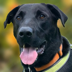 Nicki - 4 Jahre - Perro de Pastor Mallorquin - Tierhilfe Franken e.V.