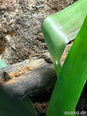 Jungferngeckos aus liebevoller Hobbyzucht abzugeben