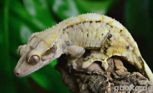 0.1 Kronengecko Yellow Extrem Harlequin   