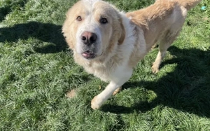 Prachtbursche Winnie sucht seine Menschen