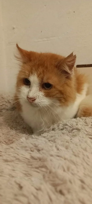 Brulli mit 14 Jahren musste er in unsere Pflegestelle. Seine Menschen mussten ins Seniorenheim.