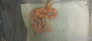 scaleless  classic  amel.  pied sieded Bild 2