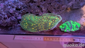 Verschenke*   Verkaufe Korallen