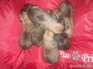 Malinois Welpen vom  