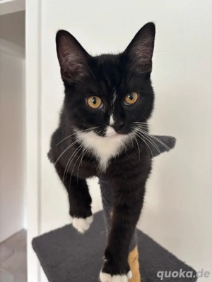 Balu sucht ein neues zuhause 